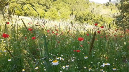 Agriturismo Il Loppo, your Home in the Woods