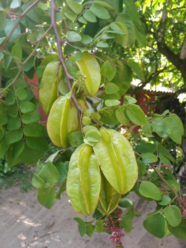 Pousada Fruta Pão