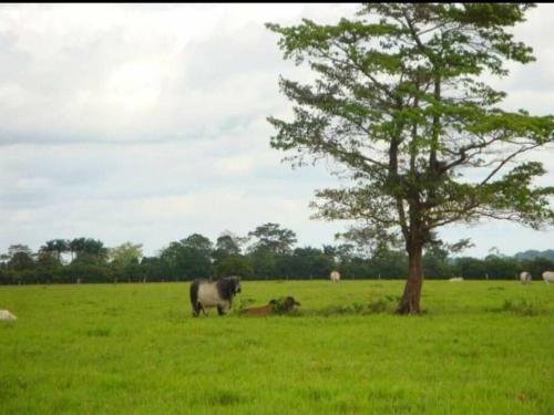 apartamento vacacional campestre in Acacias
