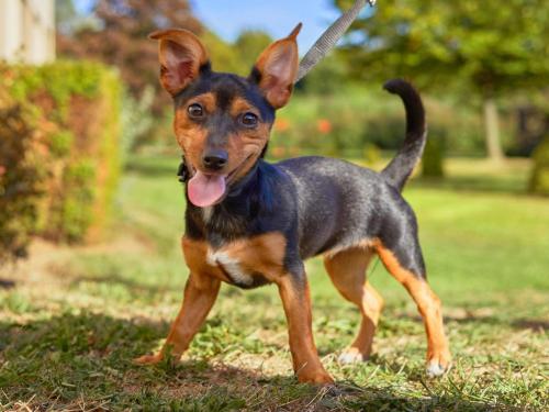 Novotel Antwerpen - image 10