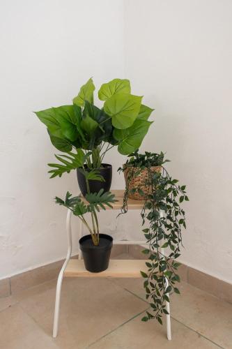 Solar das Flores - Moura