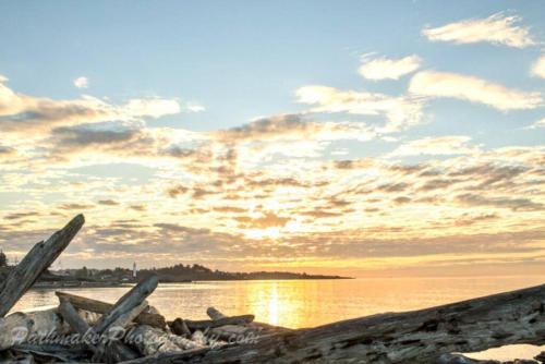 Esquimalt Lagoon Life