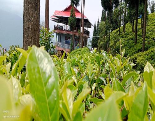 The Tea Garden Homestay by StayApart - 숙소 외관