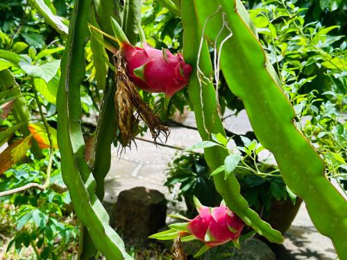 Do River Homestay, Hoi An (foto 6)