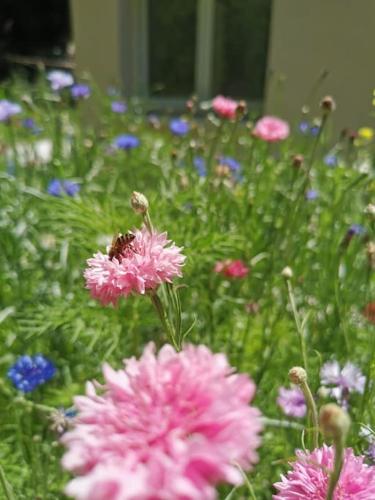 Belle dépendance de 30m2 avec terrasse et jardin