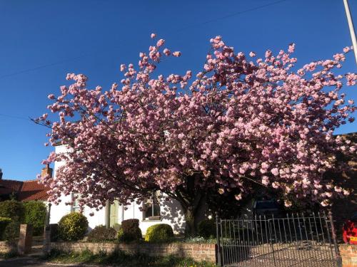 Cherry Tree - York