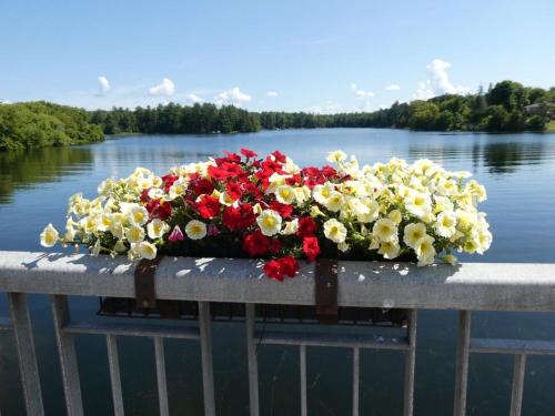 Balsam Lake Cottage 5 Bed room in Kawartha Lakes