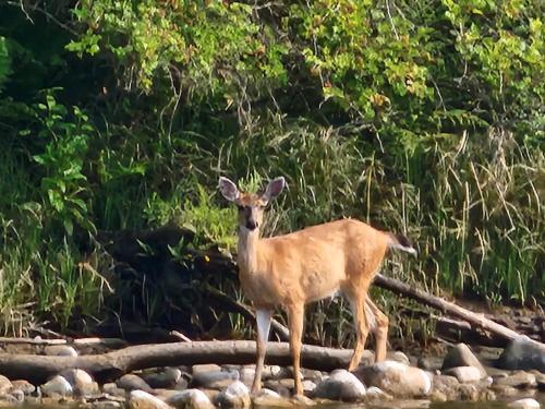 Campbell River Lodge