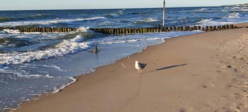 Koło Brzegu SPA, Jacuzzi Lwowska (Kolo Brzegu SPA, Jacuzzi Lwowska) in Podczele