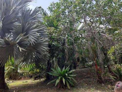 Éden (Eden) in 雷米爾蒙喬利