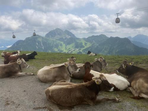 Apartment Hildegard Apartment Hildegard