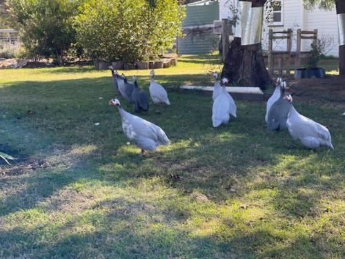 Mt Emlyn Farm Cottage in Millmerran