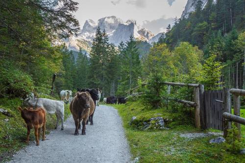 Almsternderl 2.0 - gemütliches Appartment in Gosau