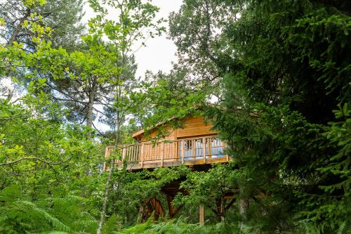 Book the Tree House Tree House