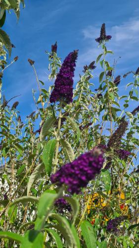 Have, Zum Stuxblick in Unkel