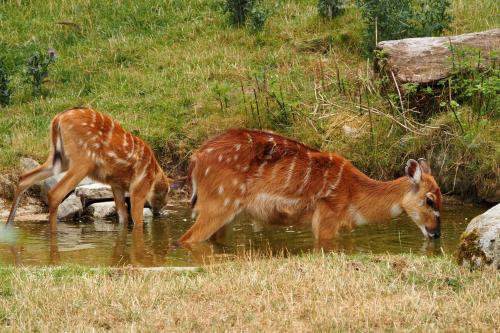 Apartmán U Borovice (Apartman U Borovice) in Bila Tremesna