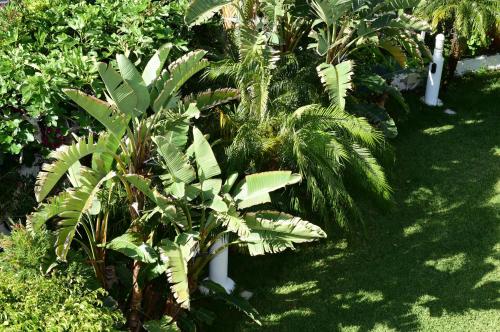 Taboga - Adults Only - image 6