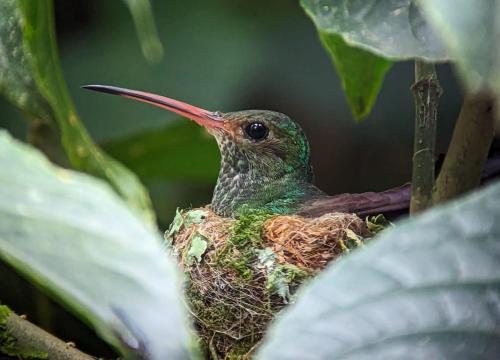 Sendero de las aves