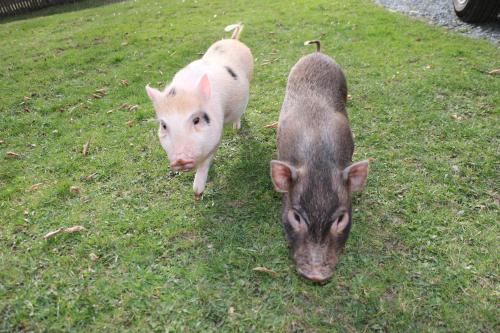 Ferienhof Obergasser und Bergblick - image 9