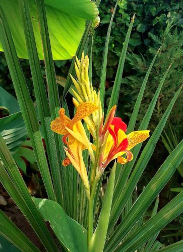 House w little tropical garden