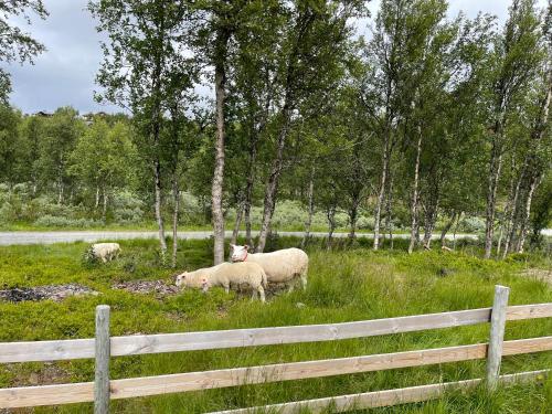 Sigurdhytta Sigurdhytta