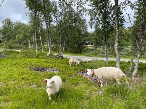 Sigurdhytta Sigurdhytta