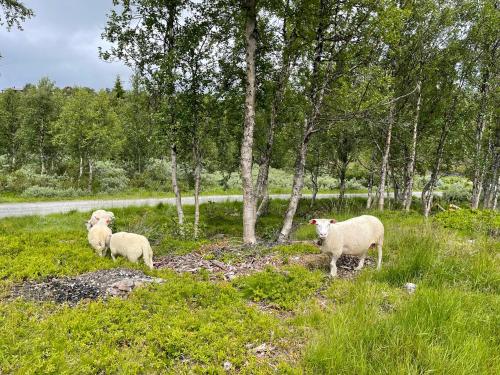 Sigurdhytta Sigurdhytta