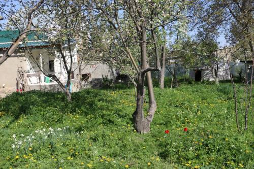 Hostel Nice, Karakol (Foto 6)