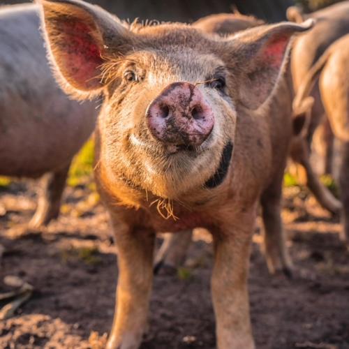 Freshwater Creek Cottages & Farm Stay photo