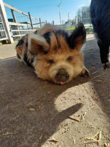 Hannekenbuurs kleine Kune Kune Farm