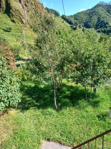 Guest house Track Kazbegi