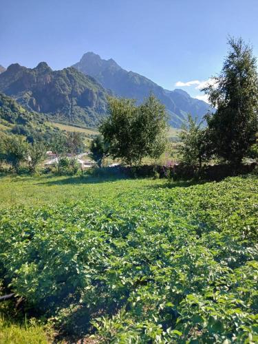 Guest house Track Kazbegi