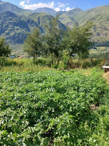 Guest house Track Kazbegi