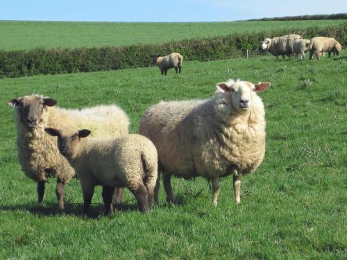 Haye Barton Farm - image 13