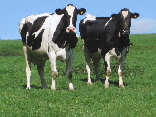 Haye Barton Farm - image 11