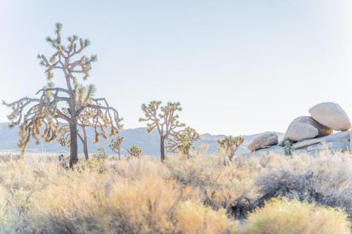 NEW PROPERTY! The Cactus Villas at Joshua Tree National Park - Pool, Hot Tub, Outdoor Shower, Fire Pit