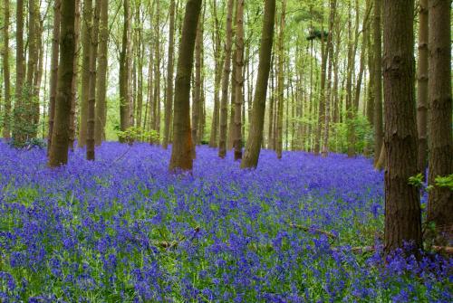 Hidden cottages 2 bed cottage in peaceful surroundings with log burner in Beaudesert