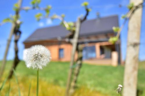 Hisa Vukan - Eco House in middle of vineyard with Sauna!