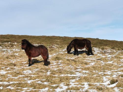Dartmoor Lodge Hotel - image 14
