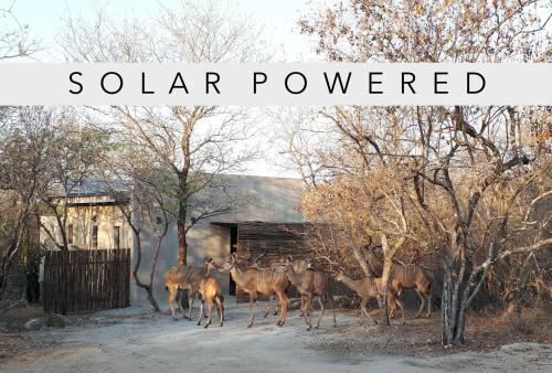 Terrapin Studio - Kruger National Park