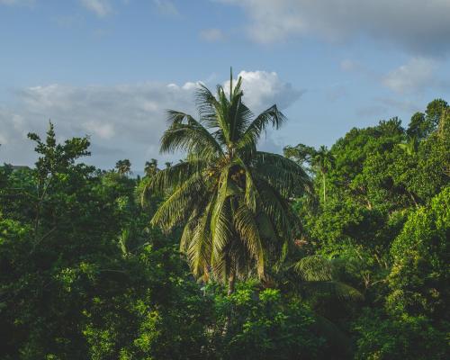 The Jungle View