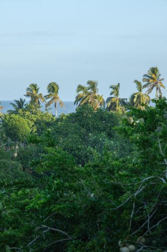 The Jungle View