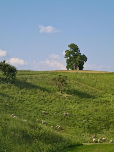 G5 - Das Chalet am Waldrand