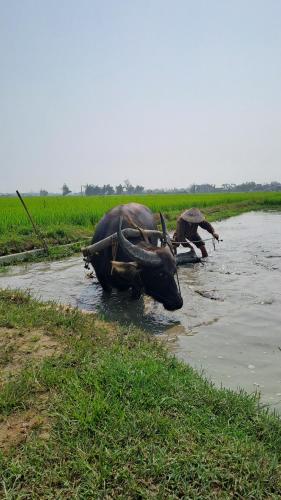 Huong long secret gardern home and stay in Hue