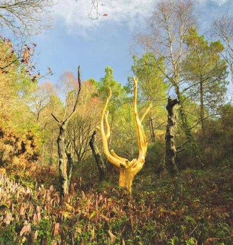 L'arbre dort studio indépendant chambre d'hôte Loyat