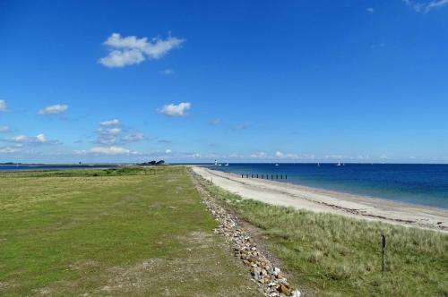 沙滩, Austernfischer in 奥尔本尼兹