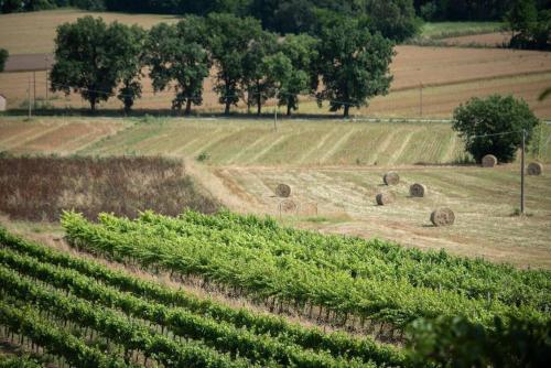  La collina degli Olivi in Spina