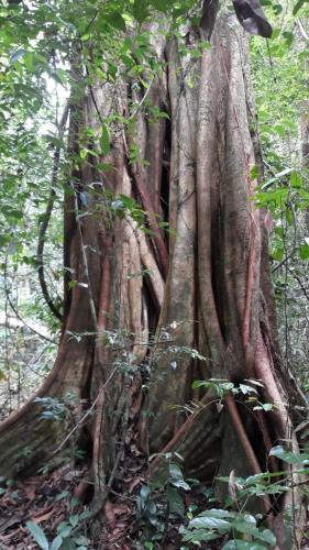 Rainforest River Edge