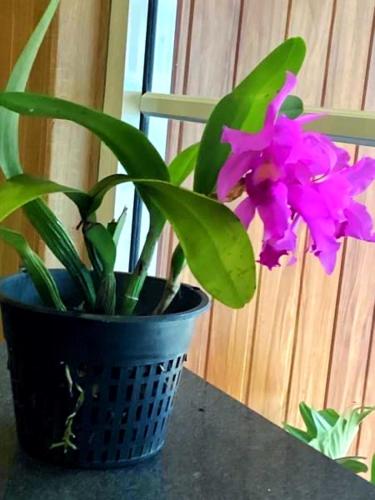 Grand Orchid Residence photo