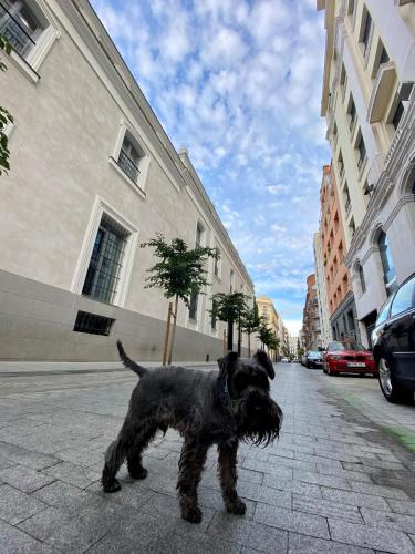 Home sharing La Justicia, Madrid (Foto 8)